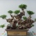 精品黄荊盆景（谐音黄金）百年老桩，苍老度十足