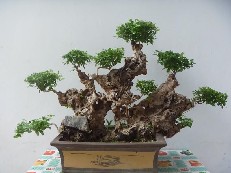 精品黄荊盆景（谐音黄金）百年老桩，苍老度十足