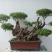 精品黄荊盆景（谐音黄金）百年老桩，苍老度十足