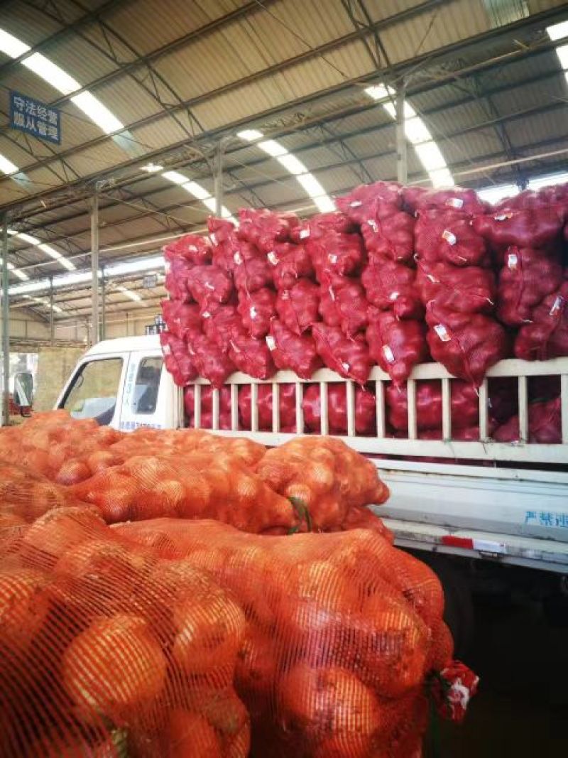黄皮洋葱8厘米以上鲜货口感好有库存价值