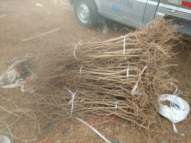 突尼斯软籽石榴树苗免费提供技术指导