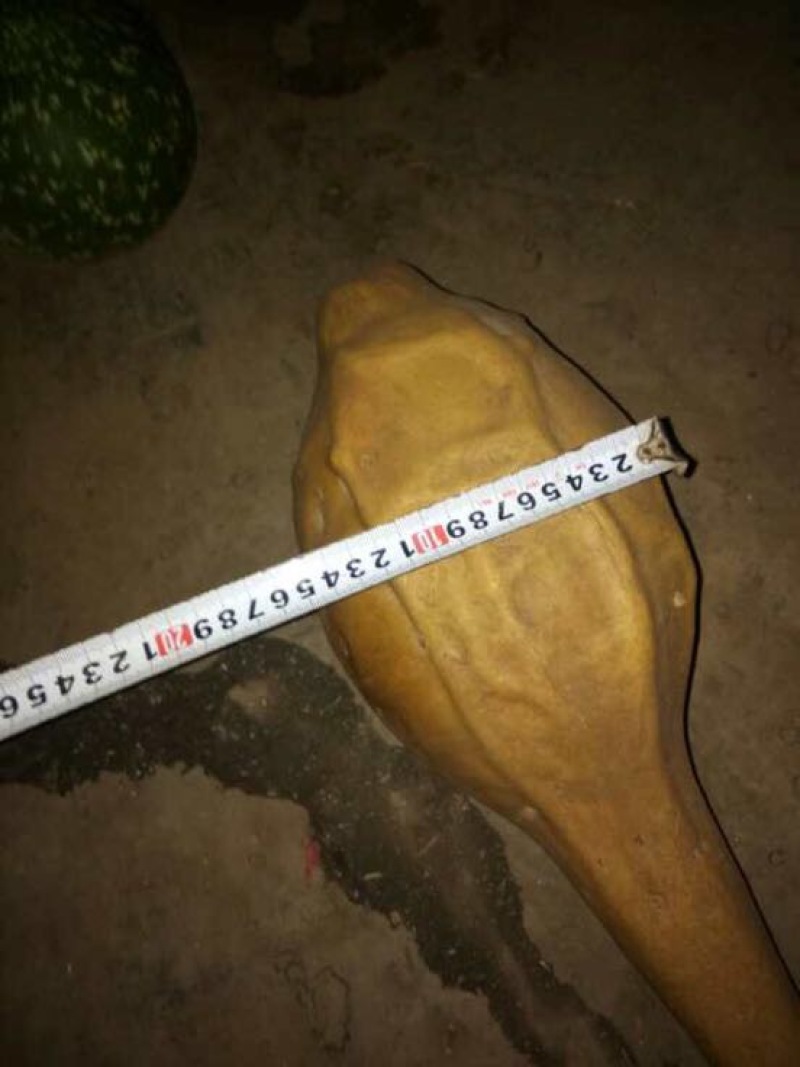 葫芦天然葫芦产地直供葫型佳弥勒葫芦批发