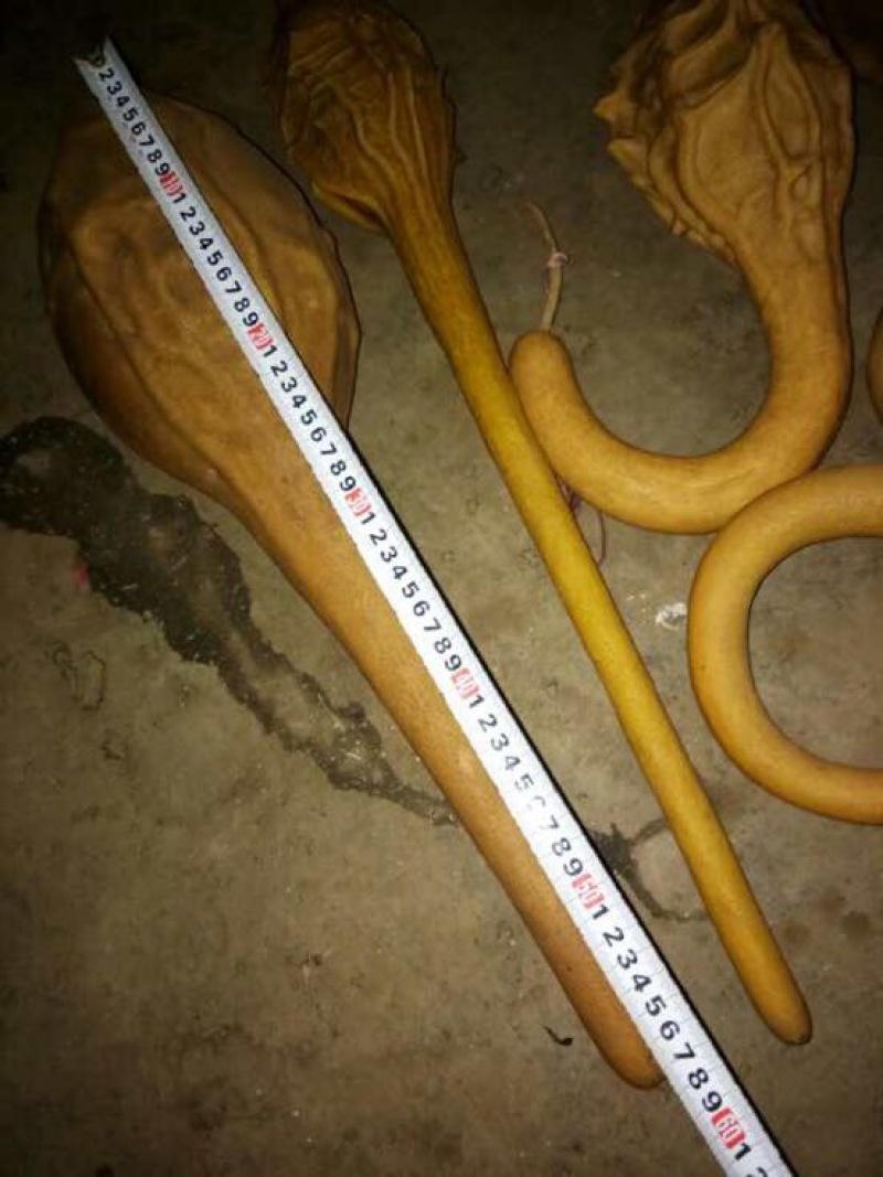 葫芦天然葫芦产地直供葫型佳弥勒葫芦批发