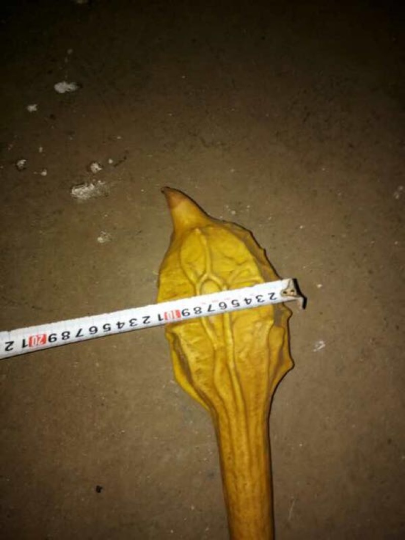 葫芦天然葫芦产地直供葫型佳弥勒葫芦批发