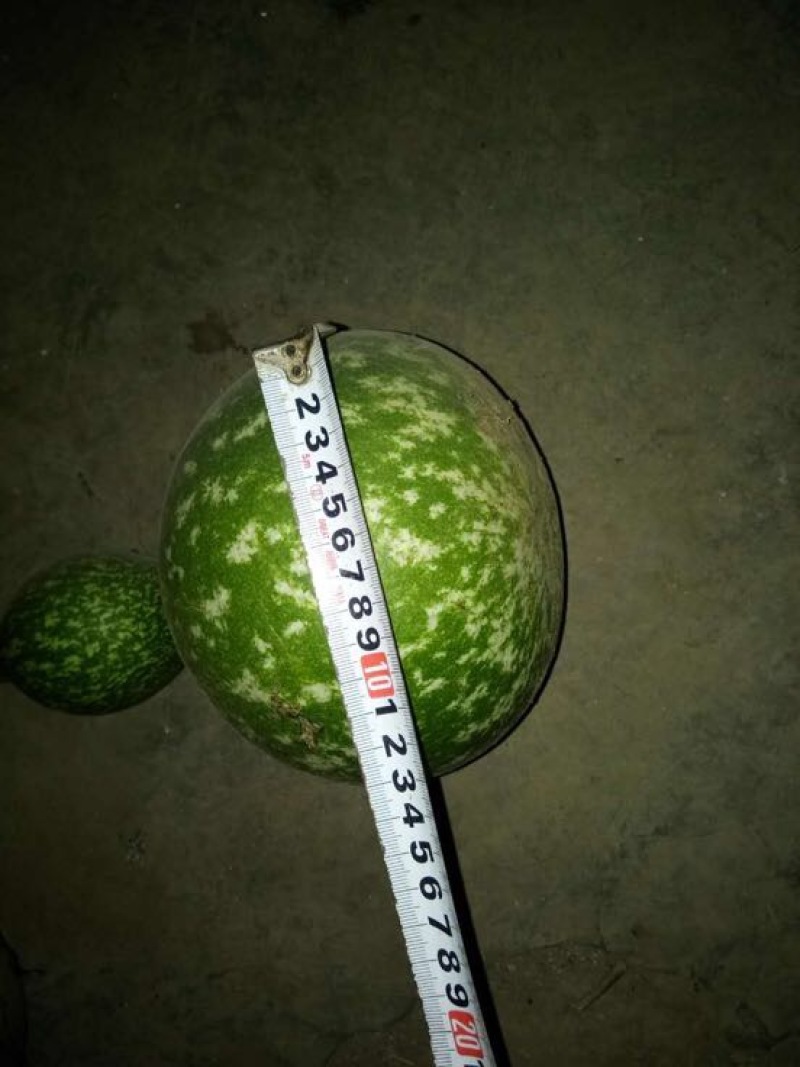 葫芦天然葫芦产地直供葫型佳弥勒葫芦批发
