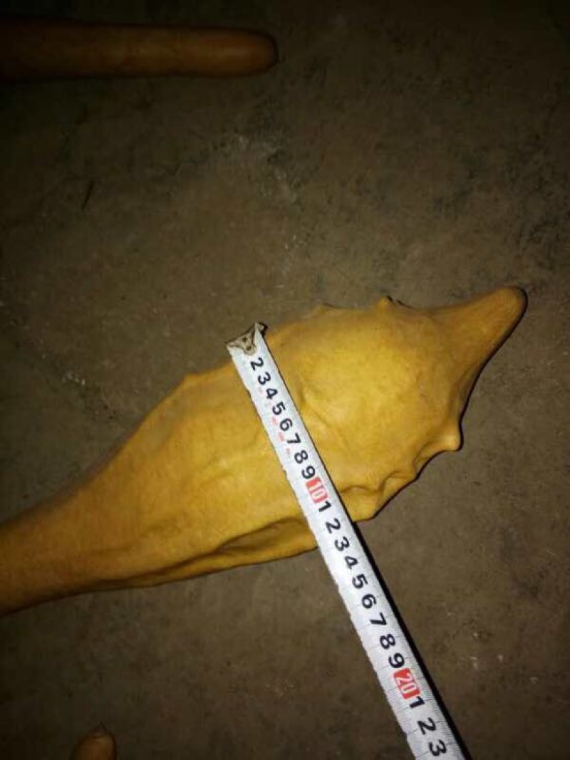 葫芦天然葫芦产地直供葫型佳弥勒葫芦批发
