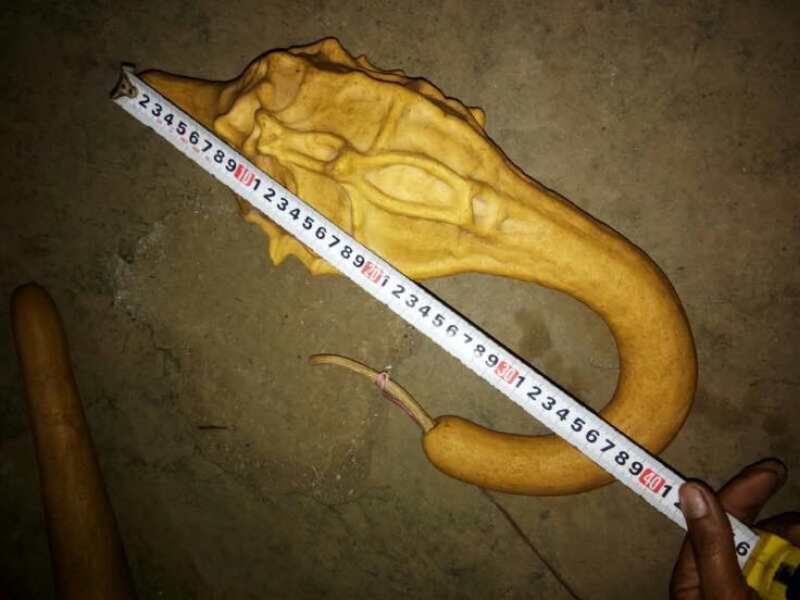 葫芦天然葫芦产地直供葫型佳弥勒葫芦批发