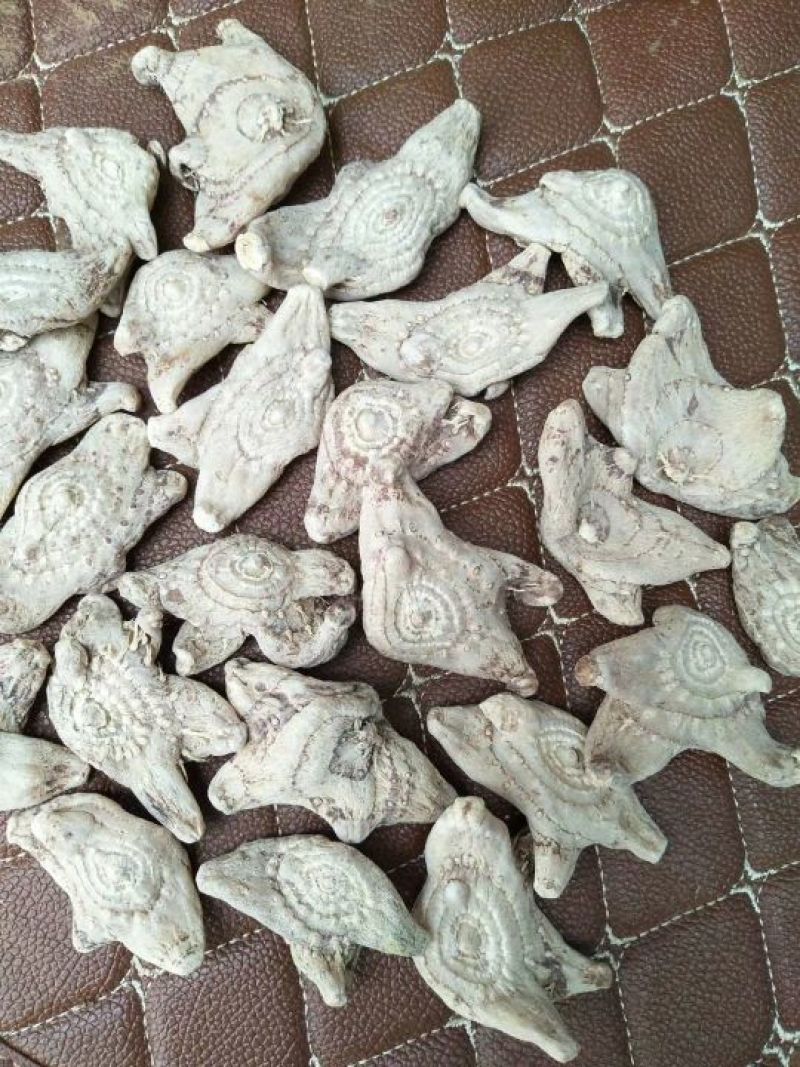 三叉白芨选货干货