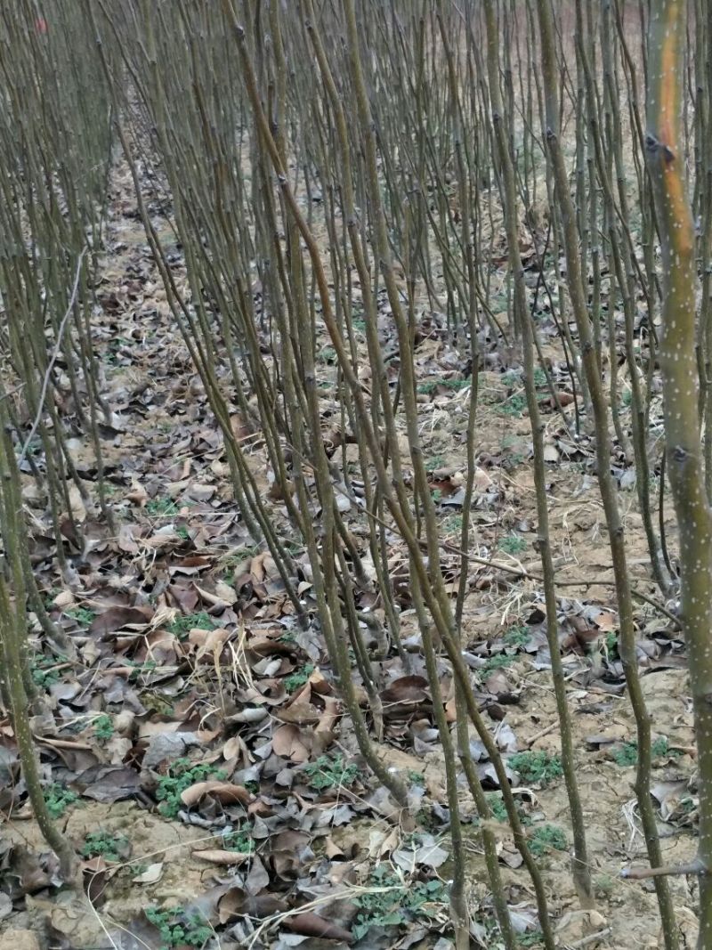 梨树玉露香梨树苗