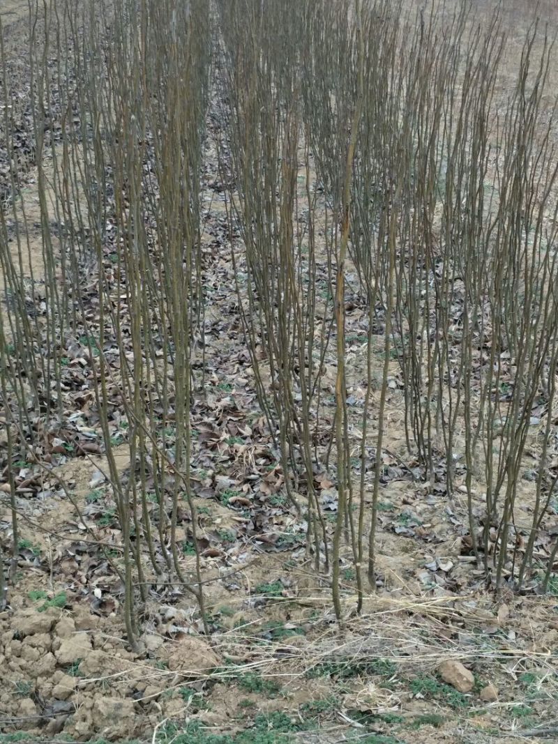 梨树玉露香梨树苗