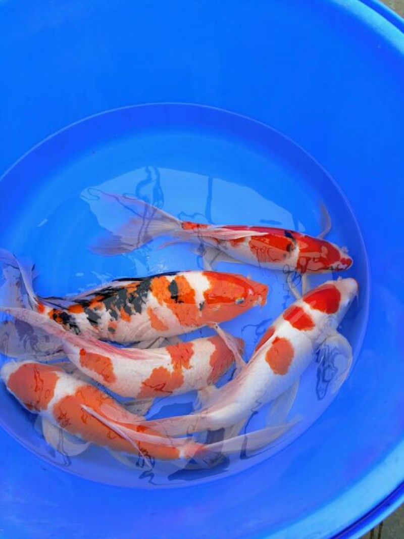 锦鲤鱼苗0.5~1公斤