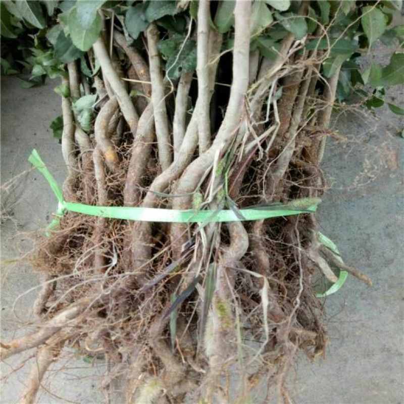 杜梨苗30~50cm0.8cm