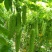 疏菜苦瓜苗青绿珍珠苦瓜苗：凉瓜苗：苗场直供全基质穴盘