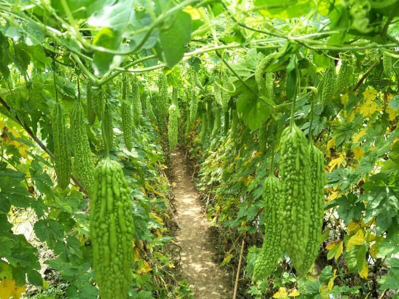疏菜苦瓜苗青绿珍珠苦瓜苗：凉瓜苗：苗场直供全基质穴盘