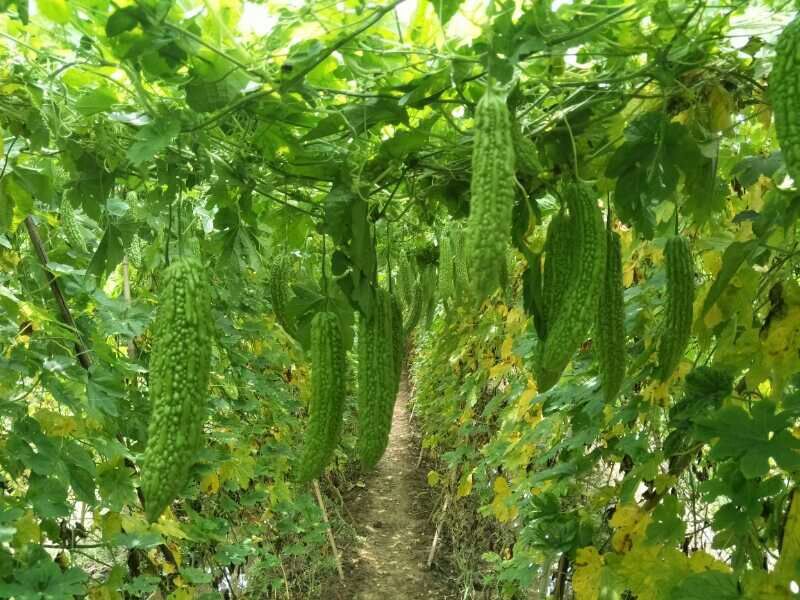 疏菜苦瓜苗青绿珍珠苦瓜苗：凉瓜苗：苗场直供全基质穴盘