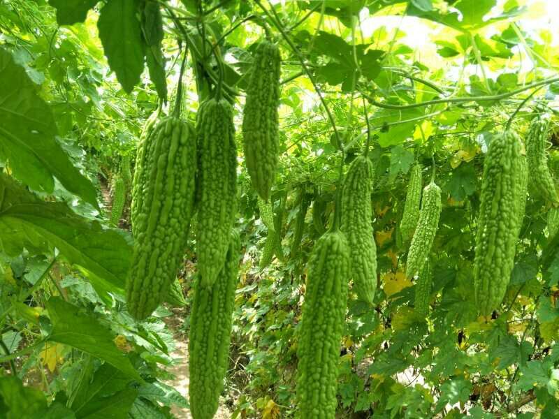 疏菜苦瓜苗青绿珍珠苦瓜苗：凉瓜苗：苗场直供全基质穴盘
