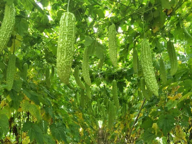 疏菜苦瓜苗青绿珍珠苦瓜苗：凉瓜苗：苗场直供全基质穴盘