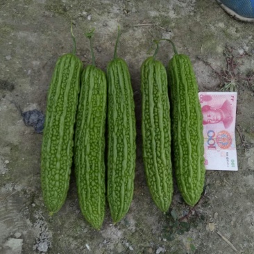 疏菜苦瓜苗青绿珍珠苦瓜苗：凉瓜苗：苗场直供全基质穴盘