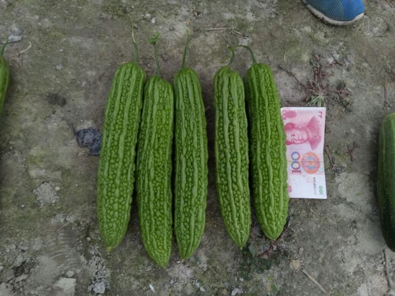 疏菜苦瓜苗青绿珍珠苦瓜苗：凉瓜苗：苗场直供全基质穴盘