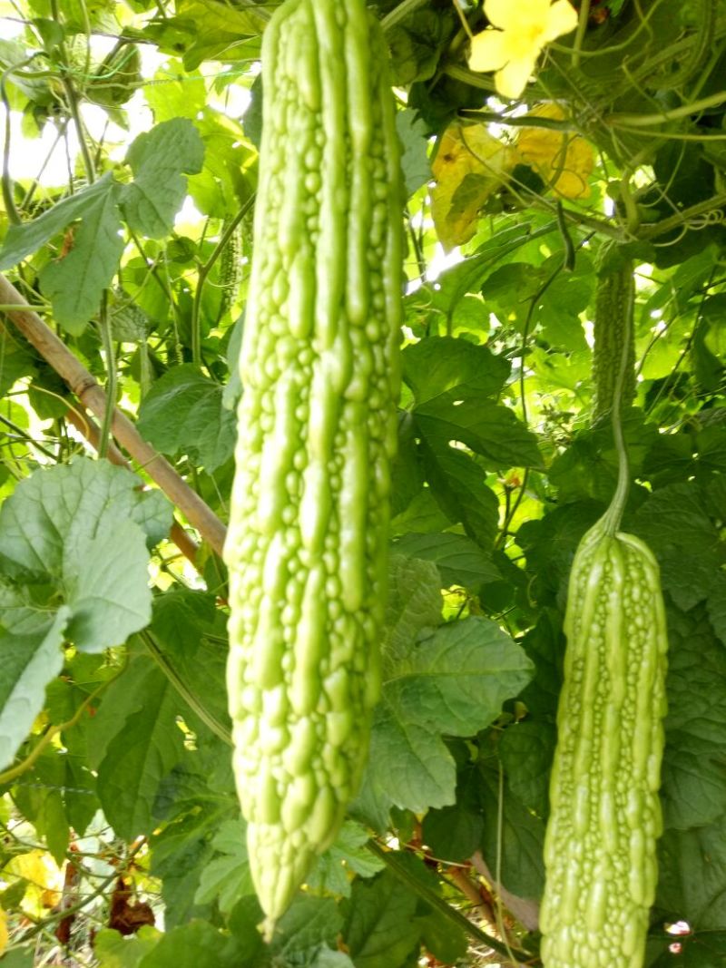 疏菜苦瓜苗青绿珍珠苦瓜苗：凉瓜苗：苗场直供全基质穴盘