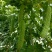 疏菜苦瓜苗青绿珍珠苦瓜苗：凉瓜苗：苗场直供全基质穴盘