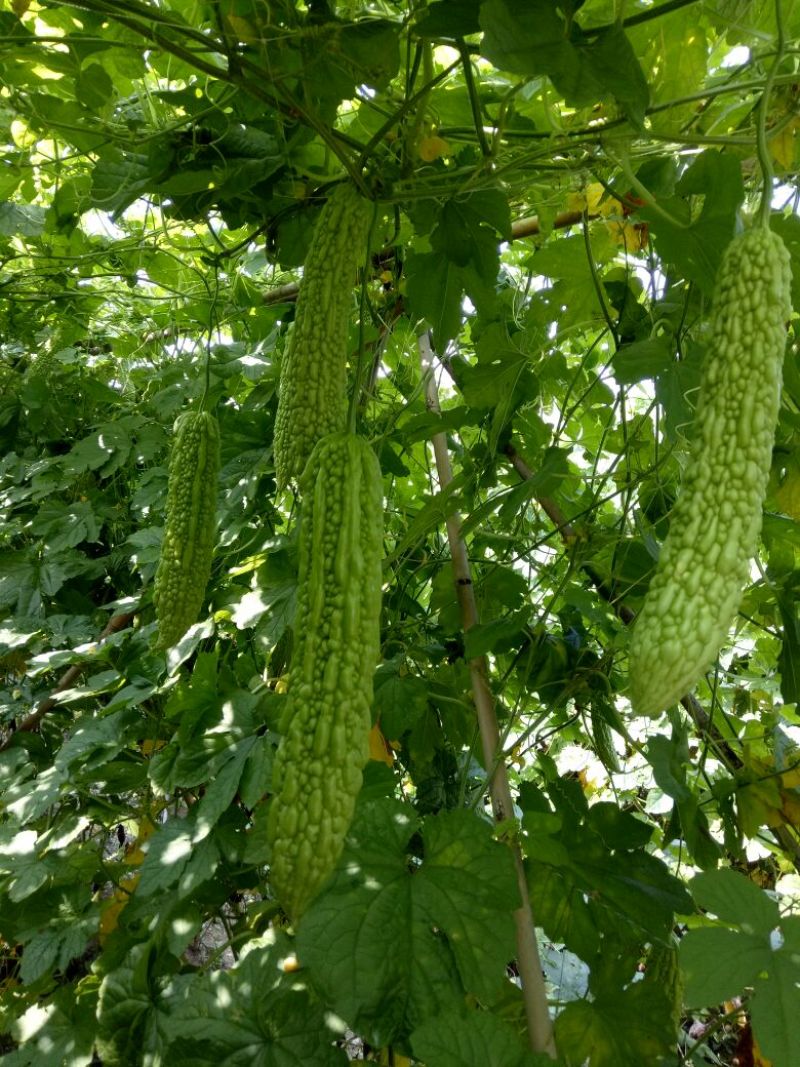 疏菜苦瓜苗青绿珍珠苦瓜苗：凉瓜苗：苗场直供全基质穴盘