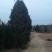 侧柏20cm以上