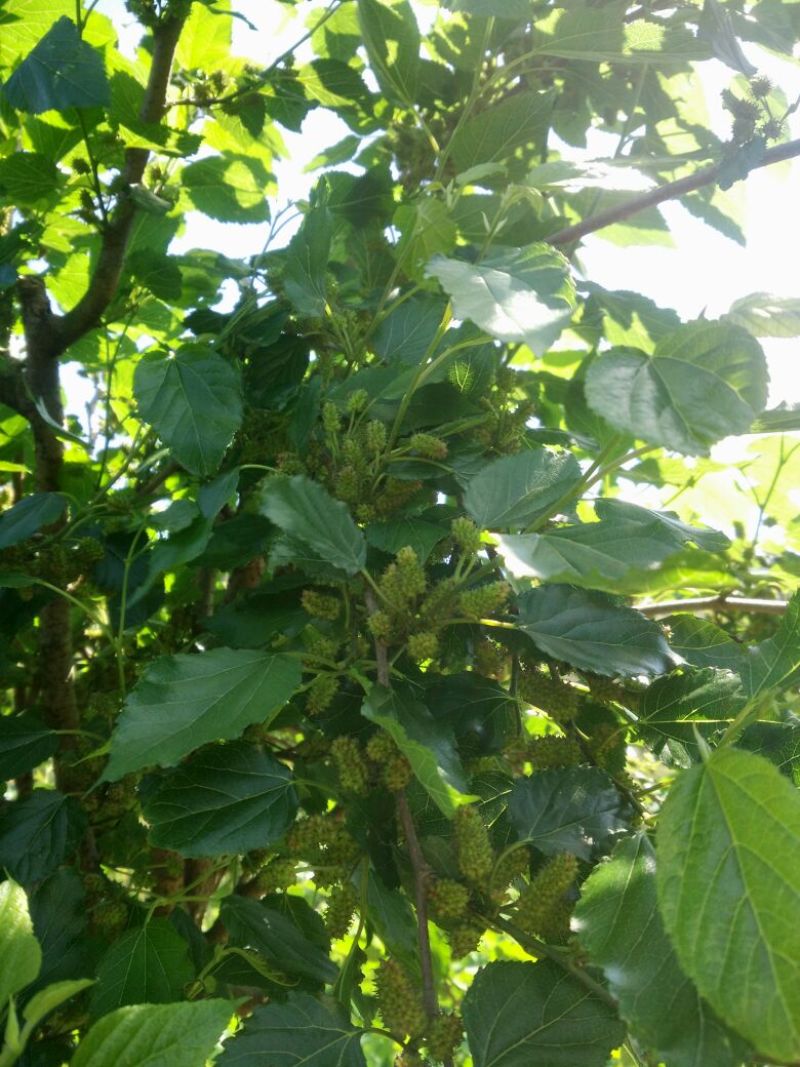 长果桑树苗50~60cm