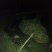 青蛙种苗