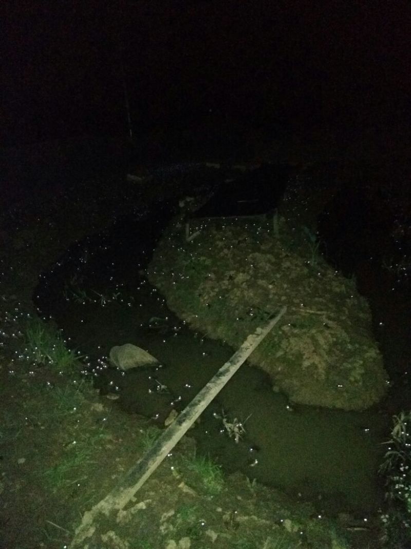 青蛙种苗