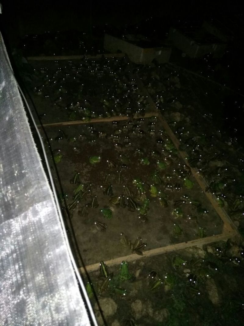 青蛙种苗