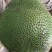 菠萝蜜14-17斤（招代理）平台接单中