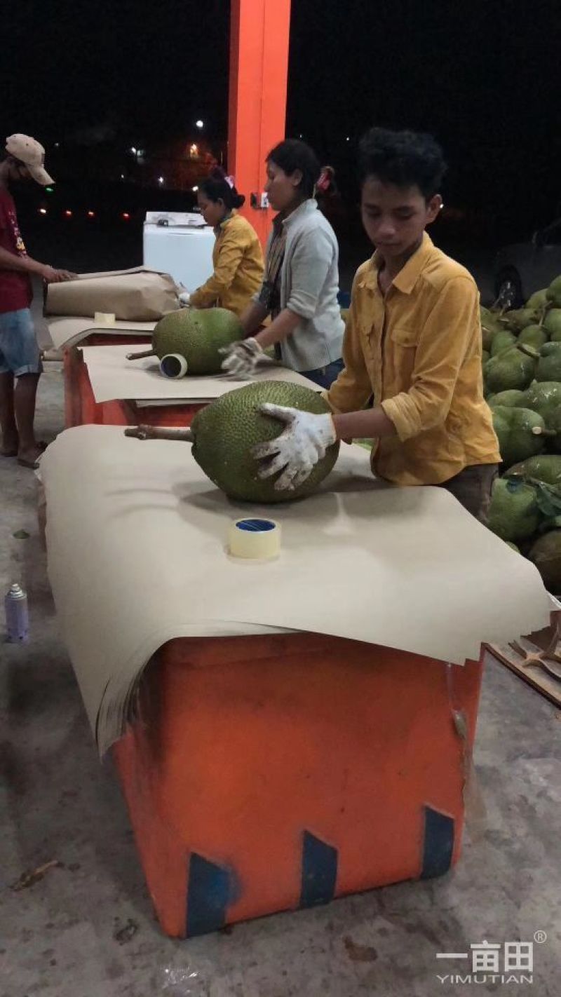 菠萝蜜14-17斤（招代理）平台接单中