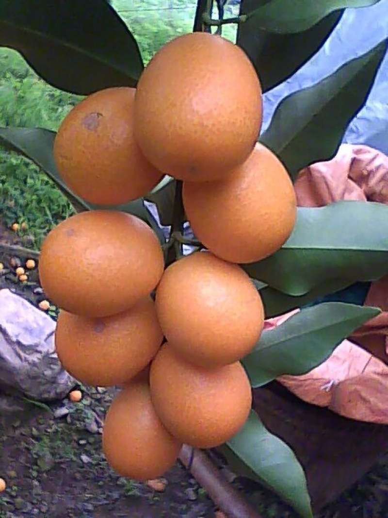 金桔1.5~2cm