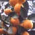 金桔1.5~2cm