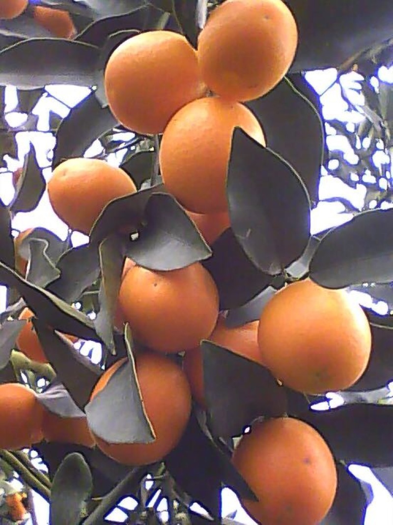 金桔1.5~2cm