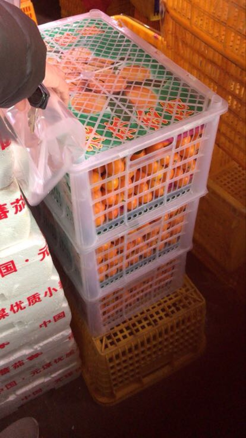 金桔1.5cm以下