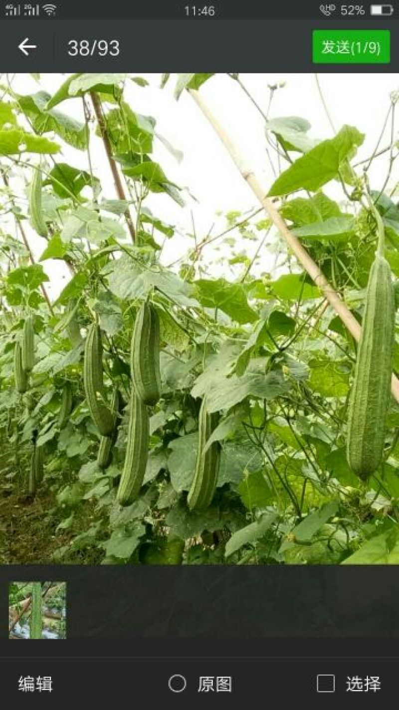 广东省大花点棱角丝瓜苗大肉丝瓜苗场直销