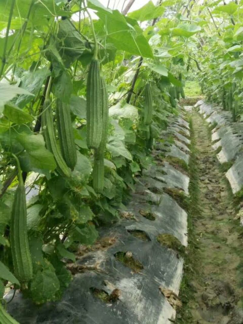 广东省大花点棱角丝瓜苗大肉丝瓜苗场直销
