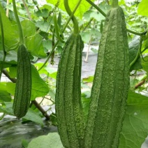 广东省大花点棱角丝瓜苗大肉丝瓜苗场直销