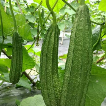 广东省大花点棱角丝瓜苗大肉丝瓜苗场直销