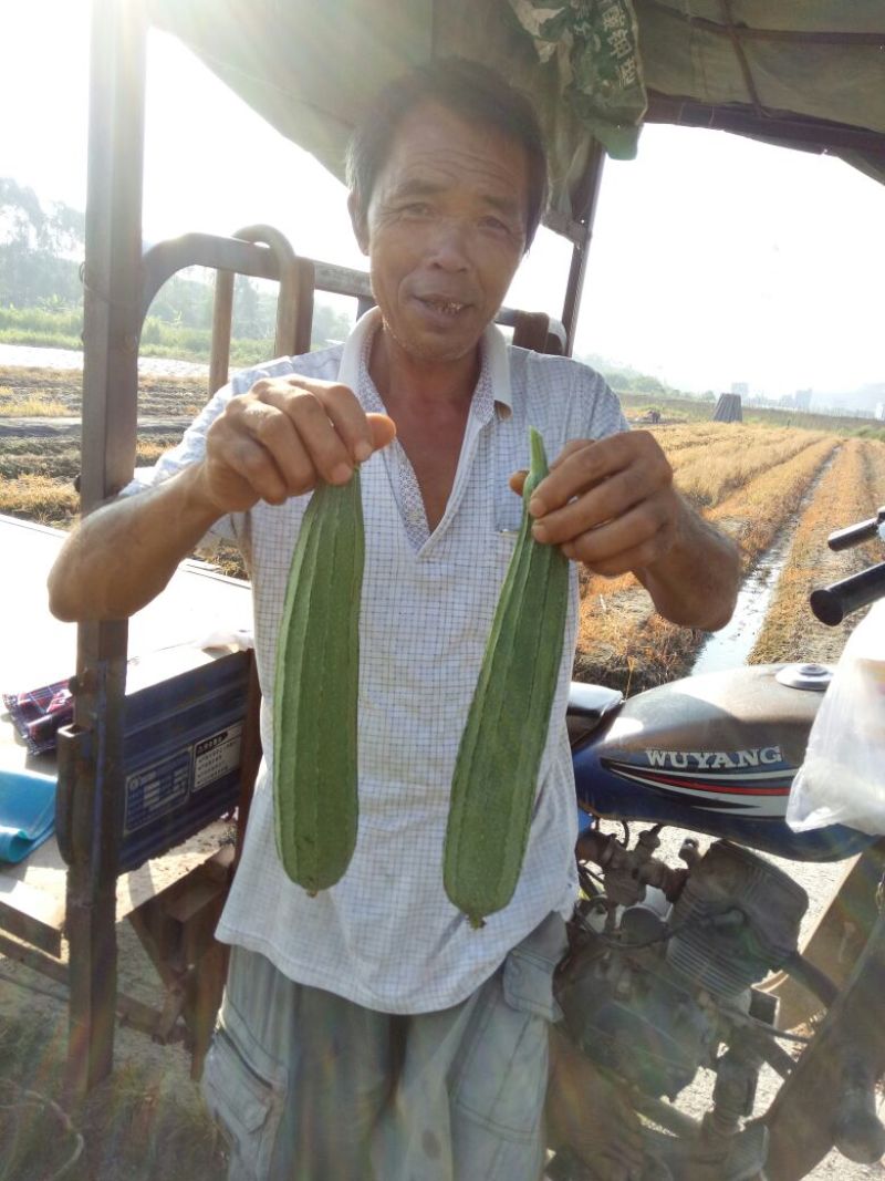 广东省大花点棱角丝瓜苗大肉丝瓜苗场直销