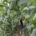 广东省大花点棱角丝瓜苗大肉丝瓜苗场直销