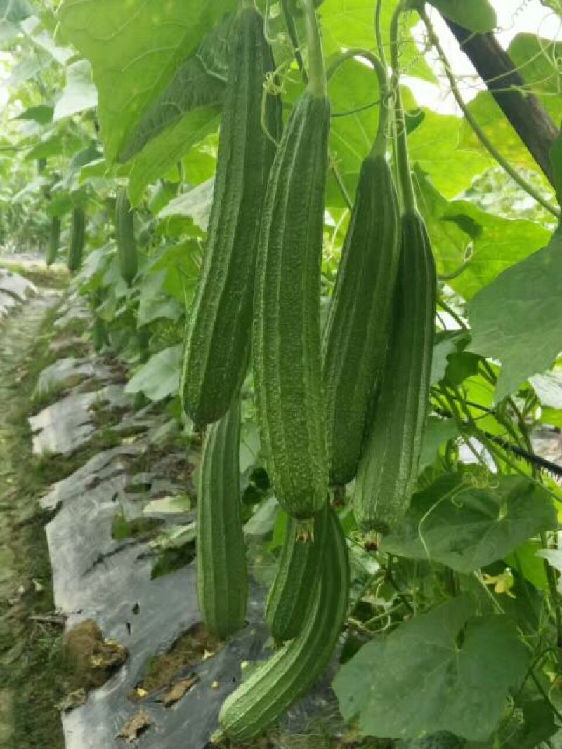 广东省大花点棱角丝瓜苗大肉丝瓜苗场直销