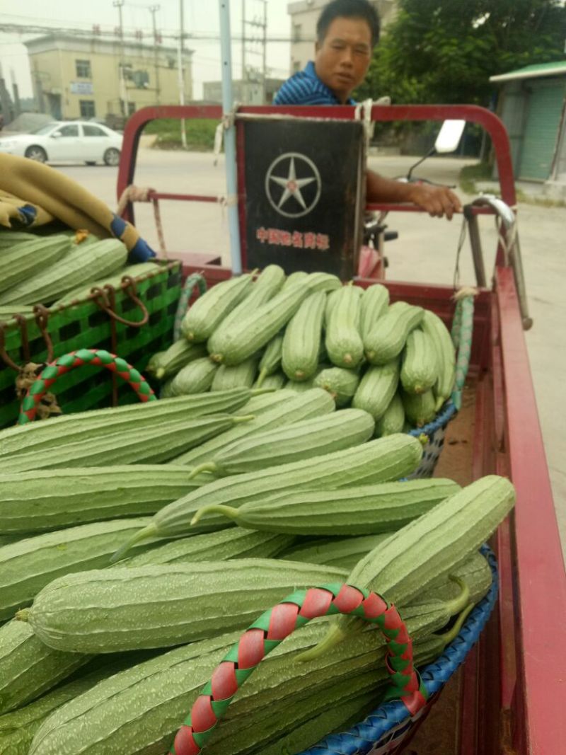 广东省大花点棱角丝瓜苗大肉丝瓜苗场直销