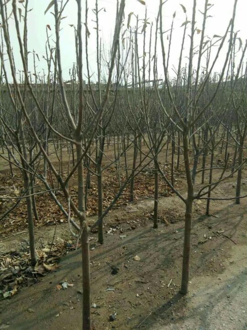 寒富苹果树4~6cm4cm以下1~1.5米