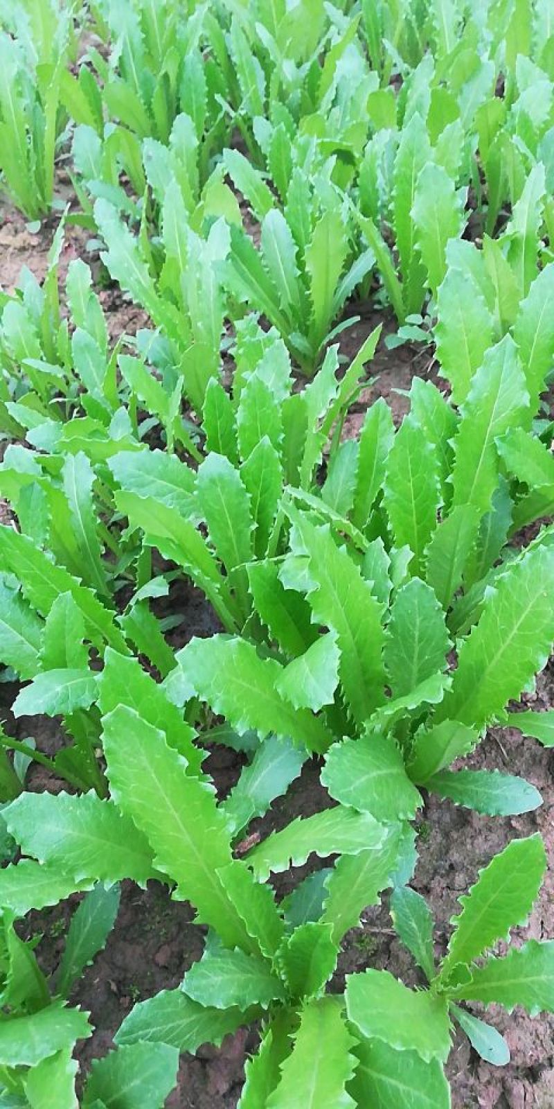 黑豆芽