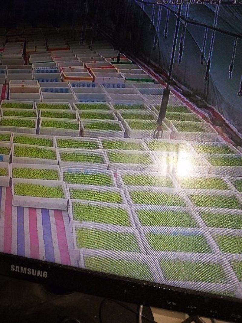 黑豆芽