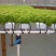 黑豆芽