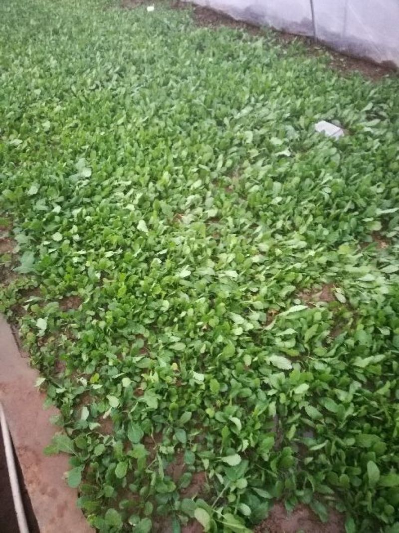 黑豆芽